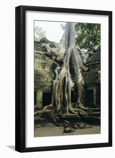 Roots of a Kapok Tree-Diccon Alexander-Framed Photographic Print