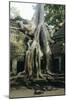 Roots of a Kapok Tree-Diccon Alexander-Mounted Photographic Print