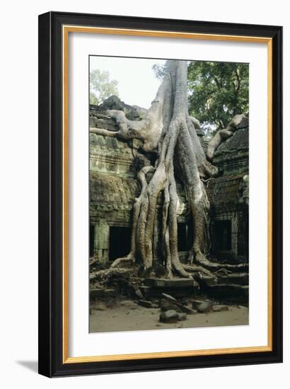 Roots of a Kapok Tree-Diccon Alexander-Framed Photographic Print