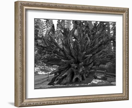 Roots of Giant Sequoia, Mariposa Grove, Yosemite-Anna Miller-Framed Photographic Print