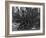 Roots of Giant Sequoia, Mariposa Grove, Yosemite-Anna Miller-Framed Photographic Print