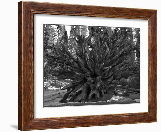 Roots of Giant Sequoia, Mariposa Grove, Yosemite-Anna Miller-Framed Photographic Print