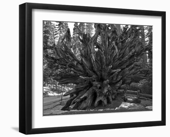 Roots of Giant Sequoia, Mariposa Grove, Yosemite-Anna Miller-Framed Photographic Print