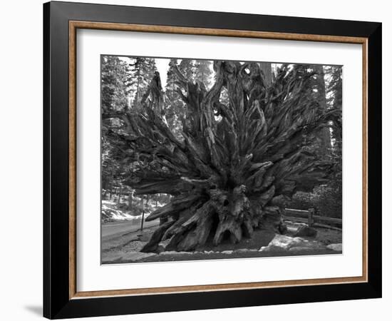 Roots of Giant Sequoia, Mariposa Grove, Yosemite-Anna Miller-Framed Photographic Print