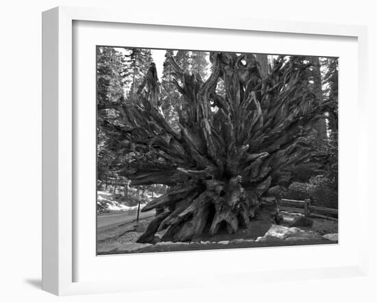 Roots of Giant Sequoia, Mariposa Grove, Yosemite-Anna Miller-Framed Photographic Print