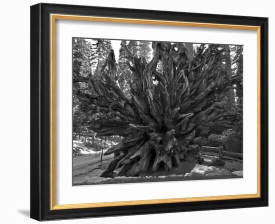 Roots of Giant Sequoia, Mariposa Grove, Yosemite-Anna Miller-Framed Photographic Print