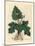 Roots, Rhizome, Leaves and Flower of Contrayerva, Dorstenia Contrajerva-James Sowerby-Mounted Giclee Print