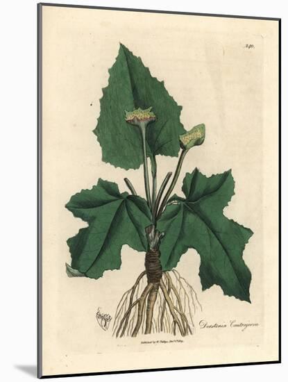 Roots, Rhizome, Leaves and Flower of Contrayerva, Dorstenia Contrajerva-James Sowerby-Mounted Giclee Print