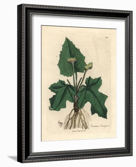 Roots, Rhizome, Leaves and Flower of Contrayerva, Dorstenia Contrajerva-James Sowerby-Framed Giclee Print