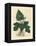 Roots, Rhizome, Leaves and Flower of Contrayerva, Dorstenia Contrajerva-James Sowerby-Framed Premier Image Canvas