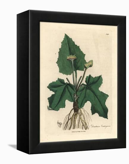 Roots, Rhizome, Leaves and Flower of Contrayerva, Dorstenia Contrajerva-James Sowerby-Framed Premier Image Canvas