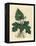 Roots, Rhizome, Leaves and Flower of Contrayerva, Dorstenia Contrajerva-James Sowerby-Framed Premier Image Canvas