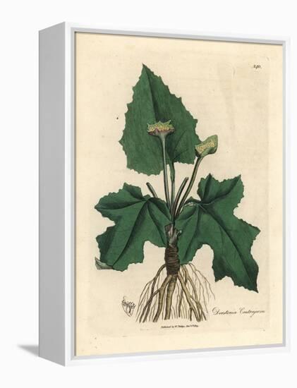 Roots, Rhizome, Leaves and Flower of Contrayerva, Dorstenia Contrajerva-James Sowerby-Framed Premier Image Canvas