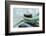 Rope anchoring boat, Klaipeda, Lithuania-Keren Su-Framed Photographic Print