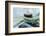 Rope anchoring boat, Klaipeda, Lithuania-Keren Su-Framed Photographic Print