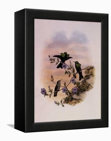 Roraima Coquette, Lophornis Pavoninus-John Gould-Framed Premier Image Canvas