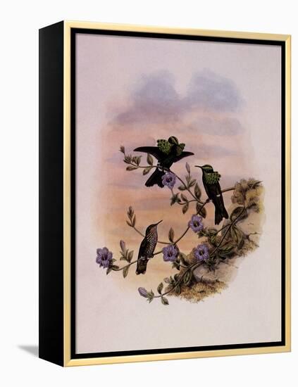 Roraima Coquette, Lophornis Pavoninus-John Gould-Framed Premier Image Canvas