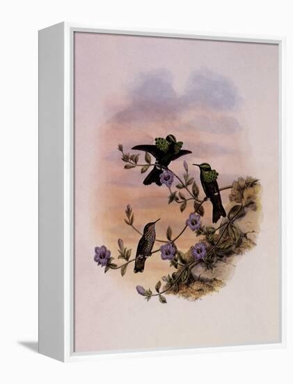 Roraima Coquette, Lophornis Pavoninus-John Gould-Framed Premier Image Canvas