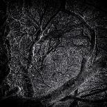 Hanging in the Branches-Rory Garforth-Photographic Print