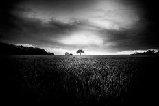 Lone Tree At Deffer-Rory Garforth-Photographic Print