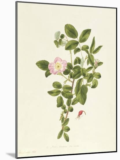 Rosa Acicularis Viridis-Pierre-Joseph Redouté-Mounted Giclee Print