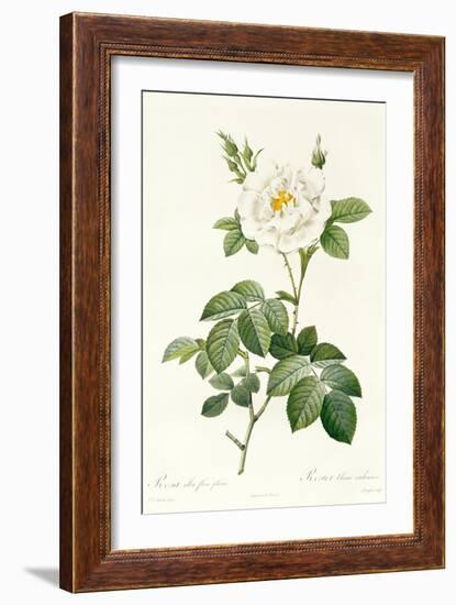 Rosa Alba Flore Pleno-Pierre-Joseph Redouté-Framed Giclee Print