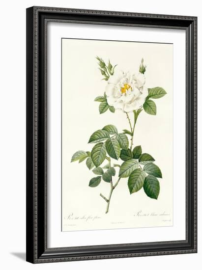 Rosa Alba Flore Pleno-Pierre-Joseph Redouté-Framed Giclee Print