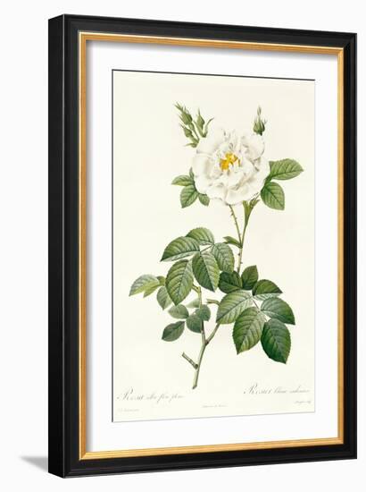 Rosa Alba Flore Pleno-Pierre-Joseph Redouté-Framed Giclee Print