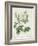 Rosa Alba Foliacea-Pierre-Joseph Redouté-Framed Giclee Print