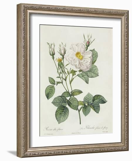 Rosa Alba Foliacea-Pierre-Joseph Redouté-Framed Giclee Print