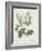 Rosa Alba Foliacea-Pierre-Joseph Redouté-Framed Giclee Print