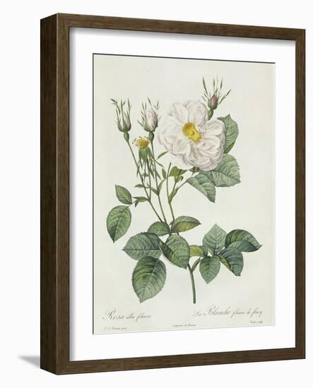 Rosa Alba Foliacea-Pierre-Joseph Redouté-Framed Giclee Print