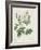 Rosa Alba Foliacea-Pierre-Joseph Redouté-Framed Giclee Print