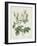 Rosa Alba Foliacea-Pierre-Joseph Redouté-Framed Giclee Print