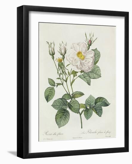 Rosa Alba Foliacea-Pierre-Joseph Redouté-Framed Giclee Print