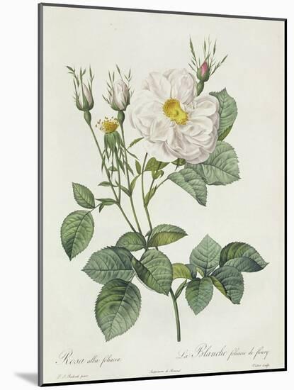 Rosa Alba Foliacea-Pierre-Joseph Redouté-Mounted Giclee Print