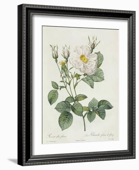 Rosa Alba Foliacea-Pierre-Joseph Redouté-Framed Giclee Print