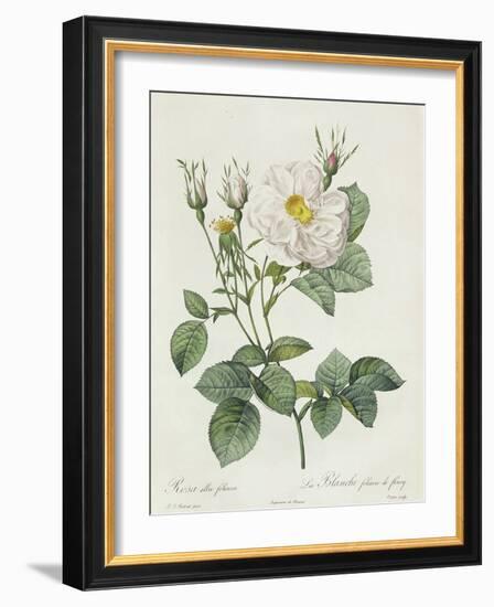 Rosa Alba Foliacea-Pierre-Joseph Redouté-Framed Giclee Print