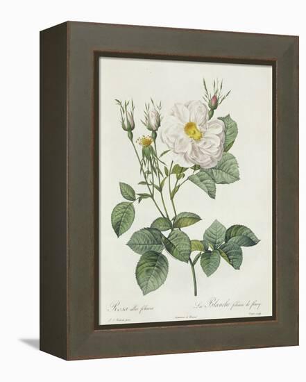 Rosa Alba Foliacea-Pierre-Joseph Redouté-Framed Premier Image Canvas