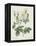 Rosa Alba Foliacea-Pierre-Joseph Redouté-Framed Premier Image Canvas