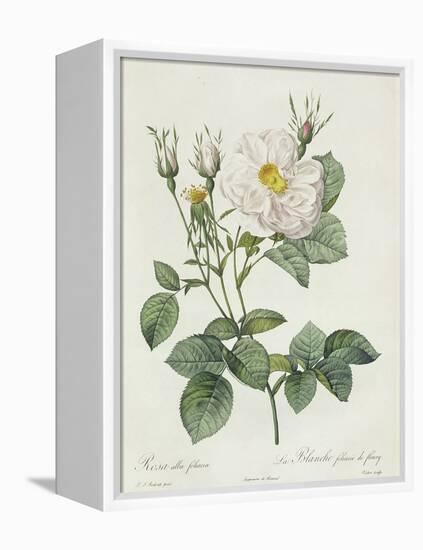 Rosa Alba Foliacea-Pierre-Joseph Redouté-Framed Premier Image Canvas