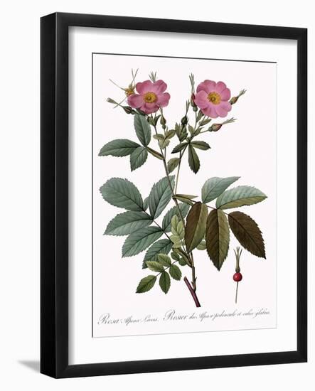 Rosa Alpina Laevis-Pierre Joseph Redoute-Framed Giclee Print