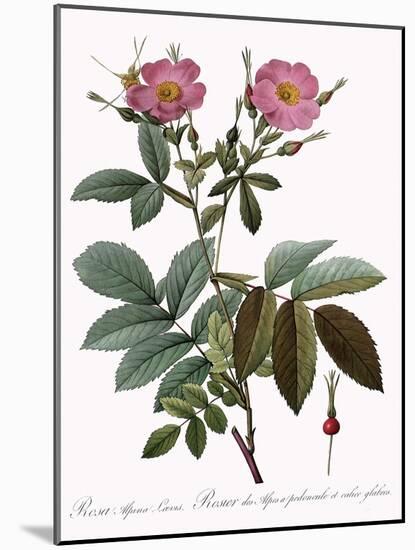 Rosa Alpina Laevis-Pierre Joseph Redoute-Mounted Giclee Print