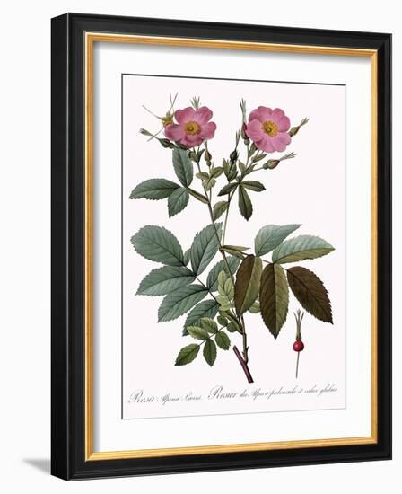 Rosa Alpina Laevis-Pierre Joseph Redoute-Framed Giclee Print