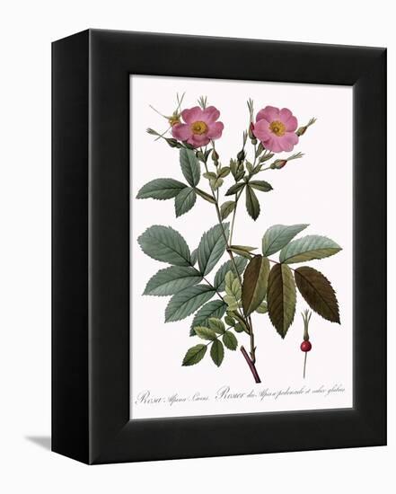 Rosa Alpina Laevis-Pierre Joseph Redoute-Framed Premier Image Canvas