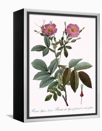 Rosa Alpina Laevis-Pierre Joseph Redoute-Framed Premier Image Canvas