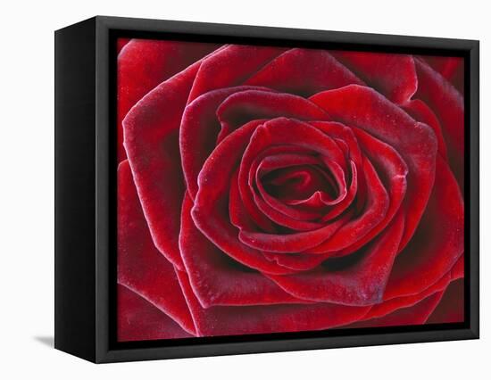 Rosa 'Baccara' Hybrid Tea Rose-Clive Nichols-Framed Premier Image Canvas