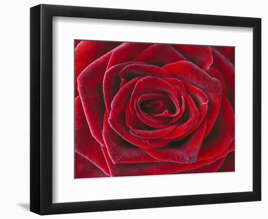 Rosa 'Baccara' Hybrid Tea Rose-Clive Nichols-Framed Photographic Print