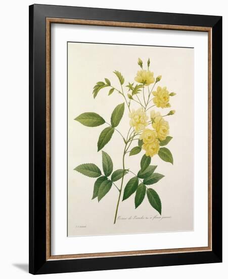 Rosa Banksiae (Banks's Rose), from 'Choix Des Plus Belles Fleurs', 1827-Pierre-Joseph Redouté-Framed Giclee Print