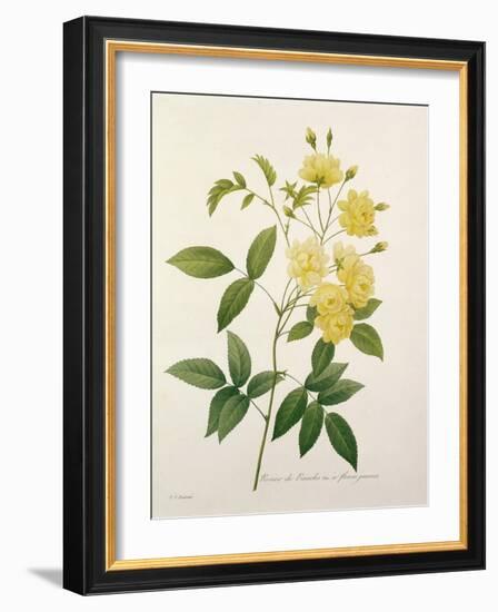 Rosa Banksiae (Banks's Rose), from 'Choix Des Plus Belles Fleurs', 1827-Pierre-Joseph Redouté-Framed Giclee Print